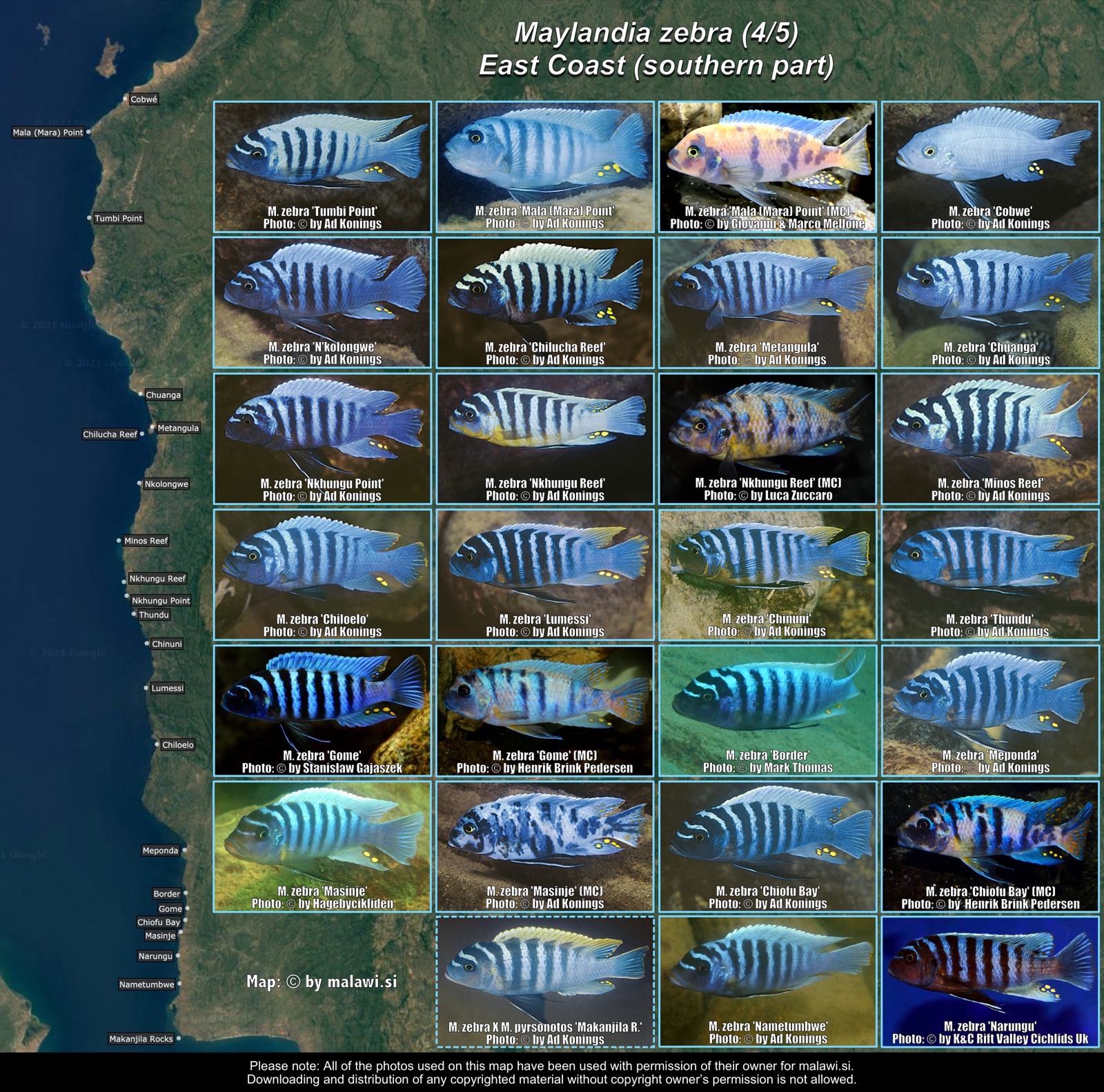 Maylandia zebra (4/5) distribution map