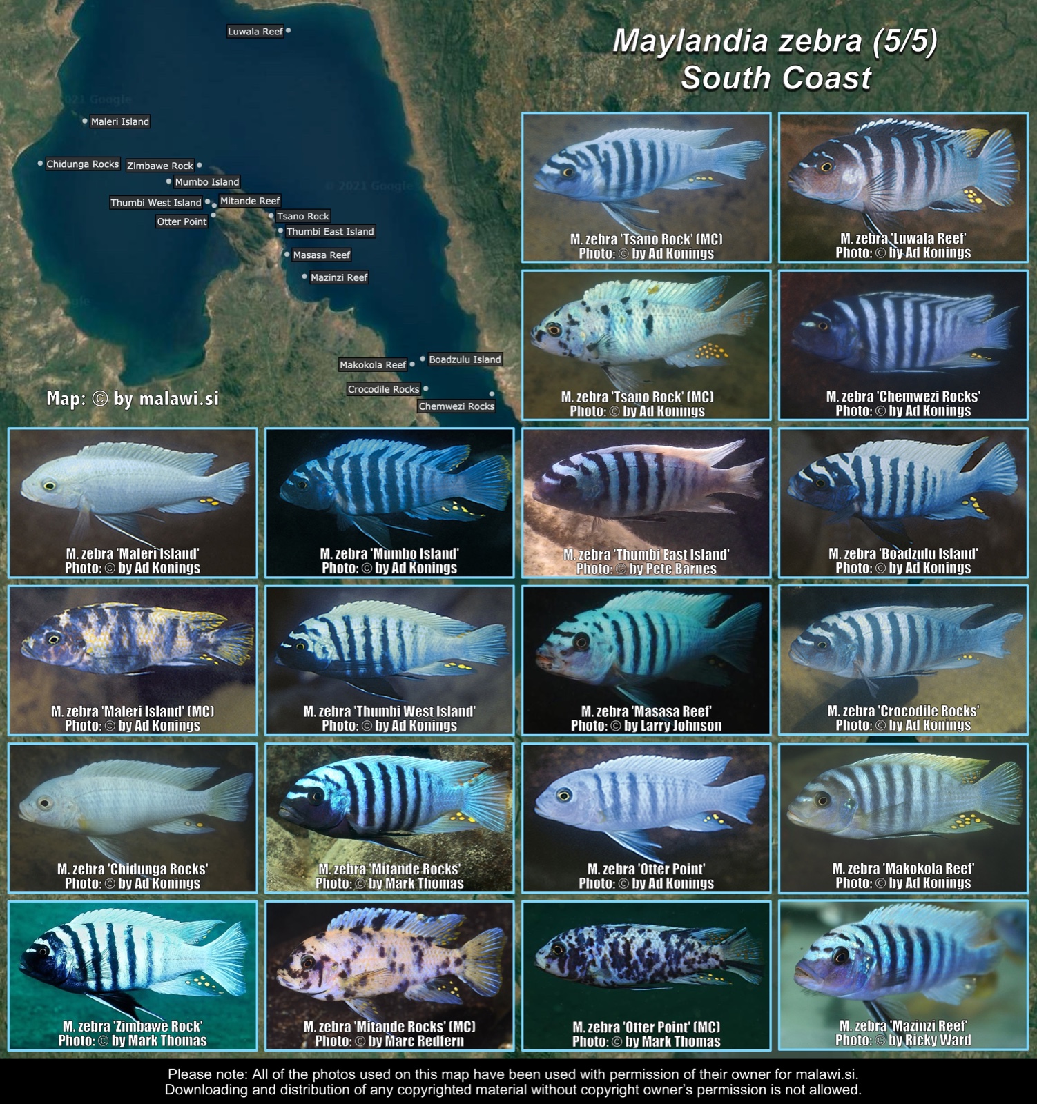 Maylandia zebra (5/5) distribution map