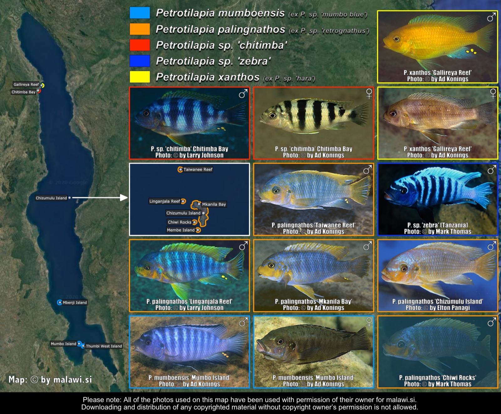 Miscellaneous Petrotilapia distribution map
