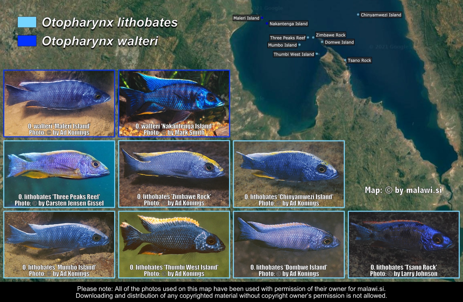 Otopharynx lithobates & Otopharynx walteri distribution map