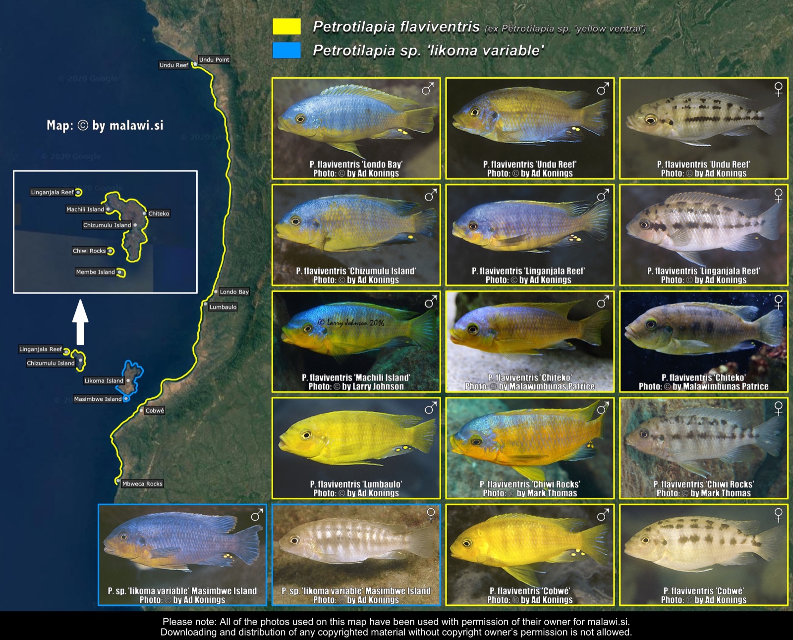 Petrotilapia flaviventris distribution map