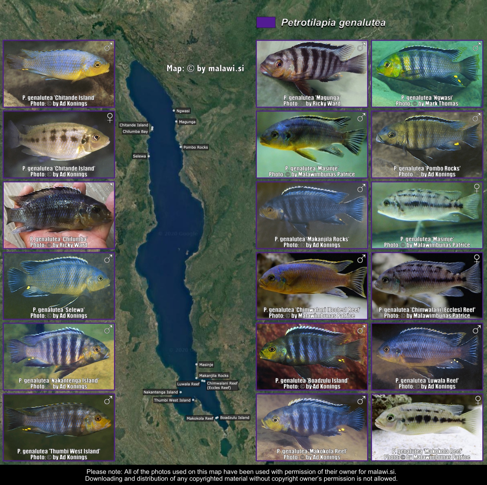 Petrotilapia genalutea distribution map