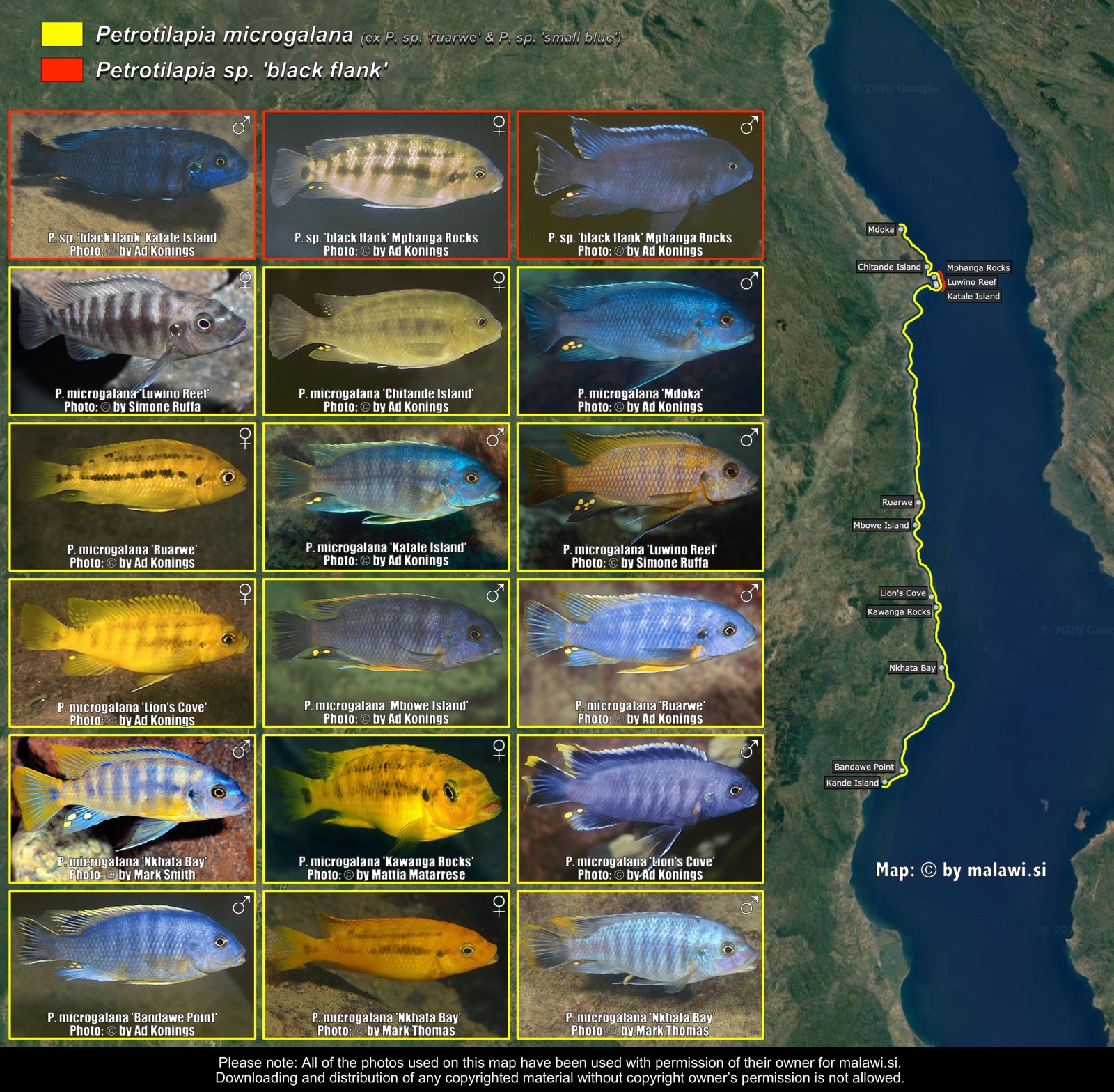 Petrotilapia microgalana distribution map
