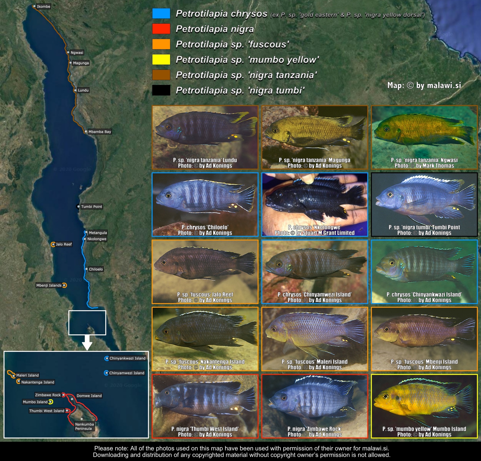 Petrotilapia nigra-like distribution map
