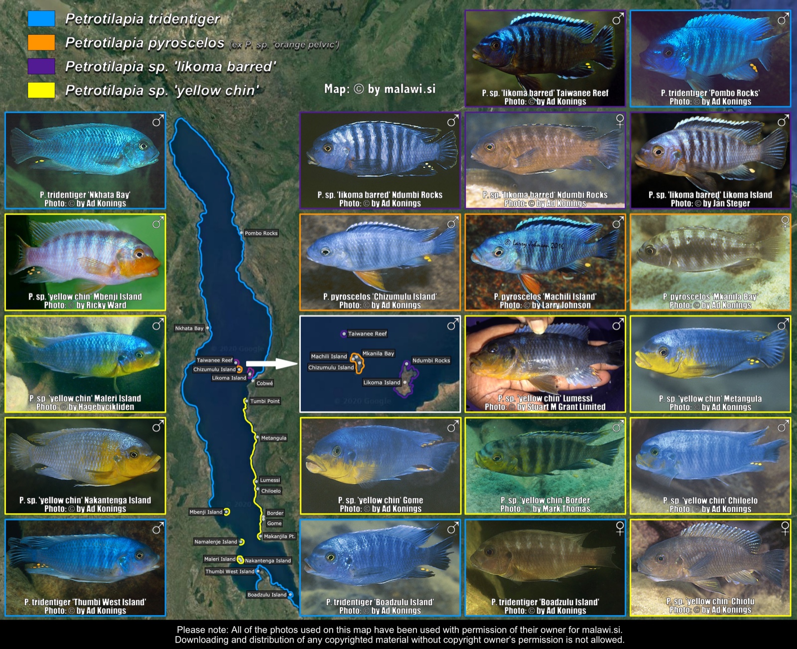 Petrotilapia tridentiger-like distribution map