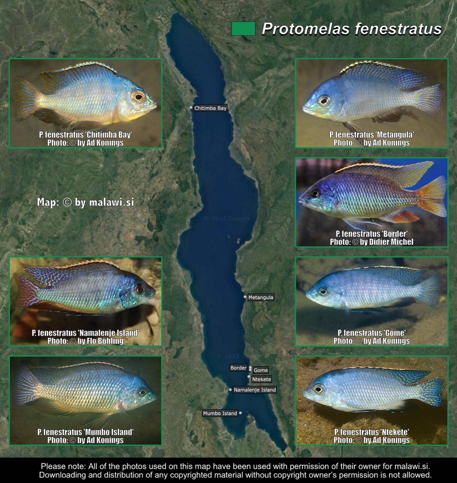 Protomelas fenestratus distribution map