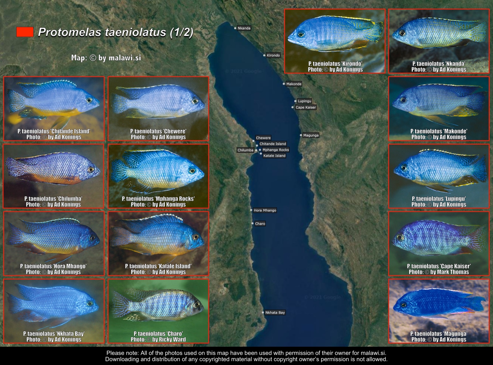 Protomelas taeniolatus (1/2) distribution map