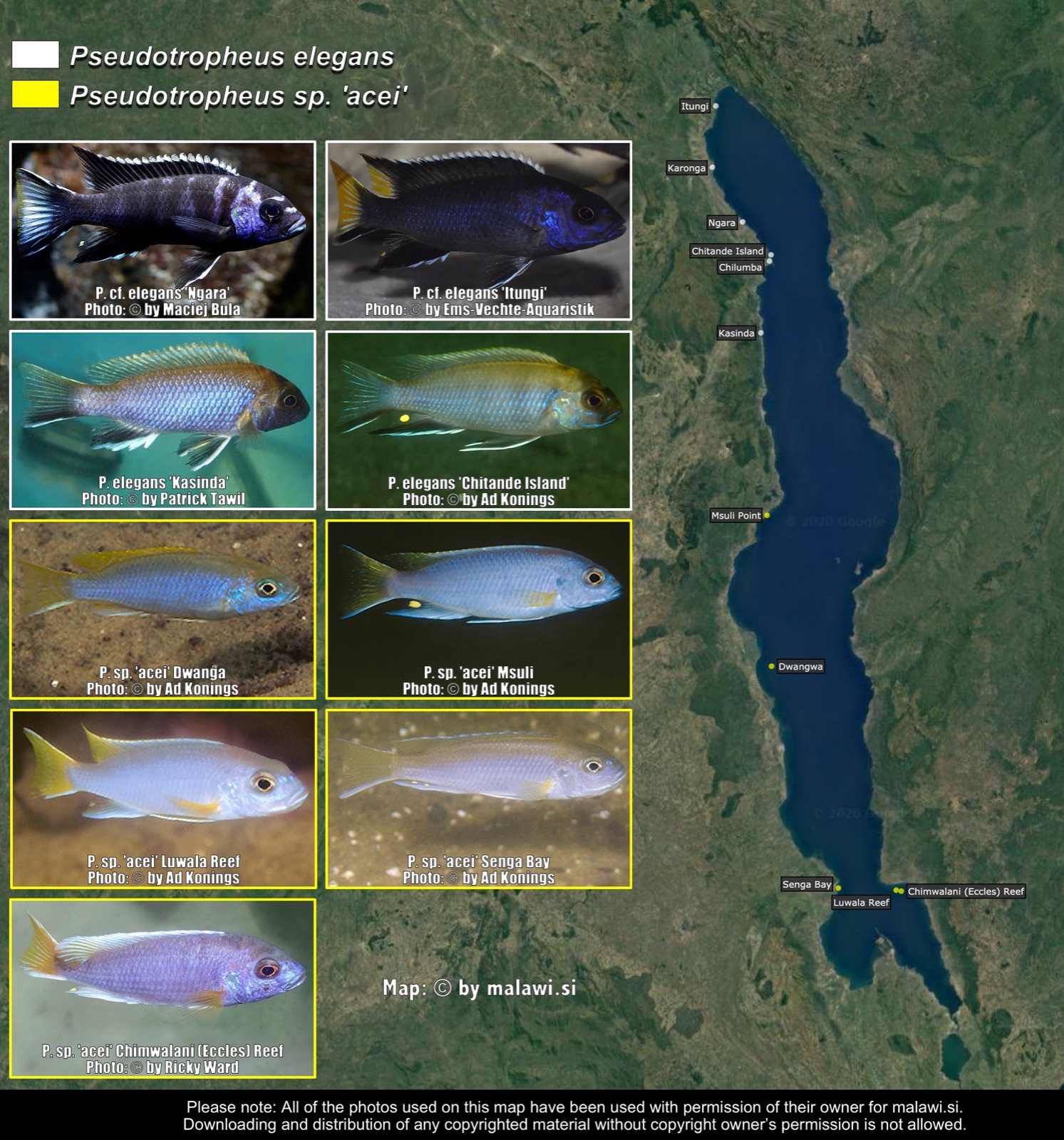 Pseudotropheus elegans distribution map