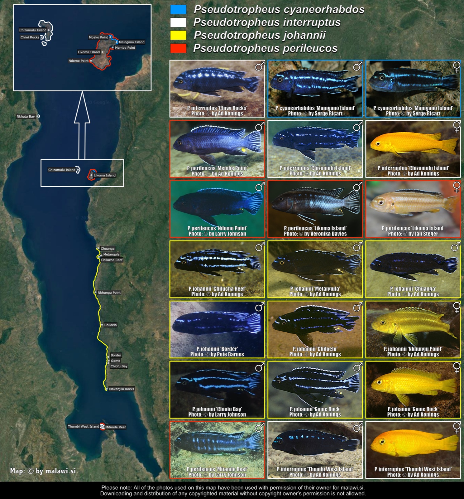 Pseudotropheus cyaneorhabdos, P. interruptus, P. johannii & P. perileucos distribution map