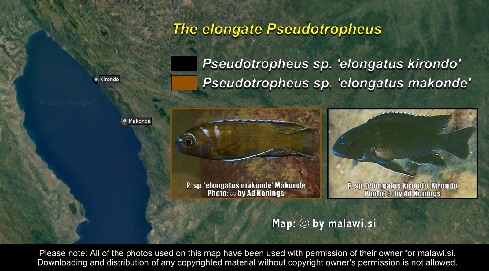 The elongate Pseudotropheus distribution map