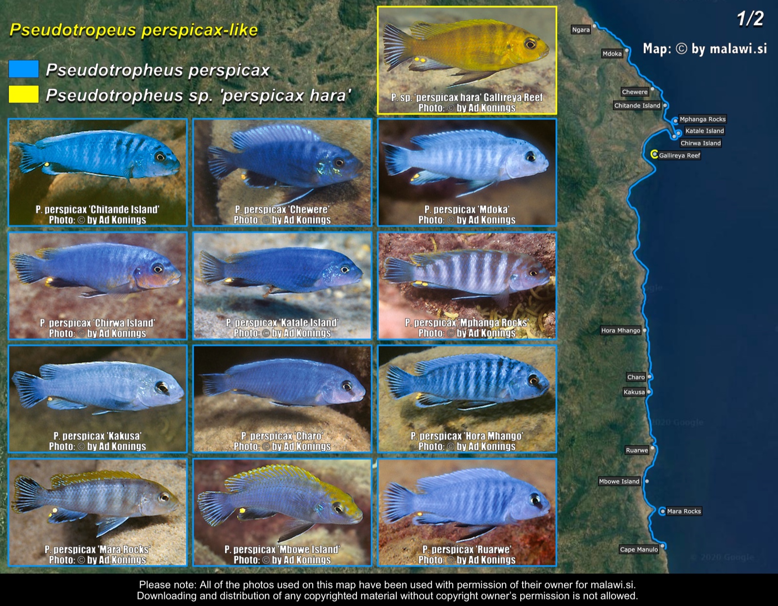 Pseudotropheus perspicax-like (1/2) distribution map