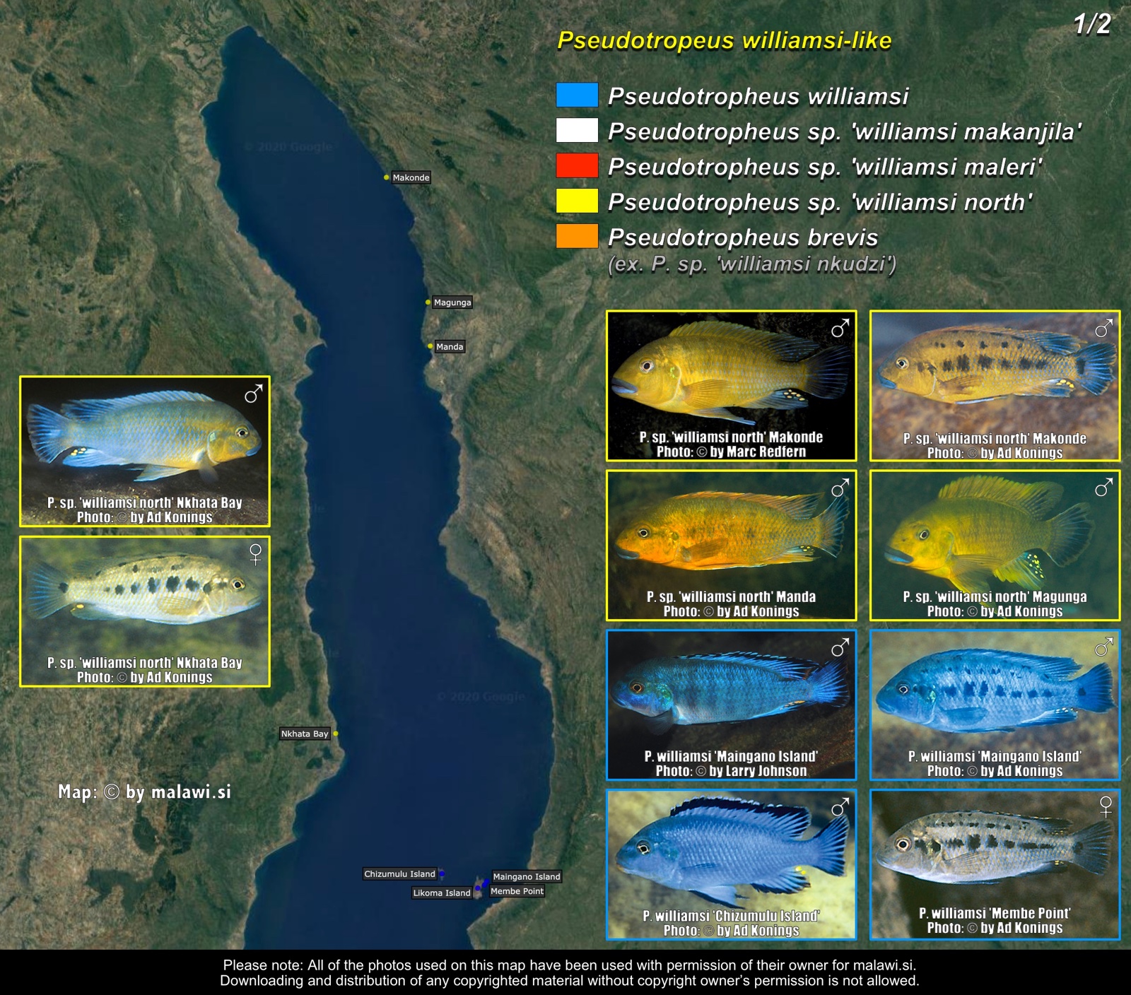 Pseudotropheus williamsi-like (1/2) distribution map