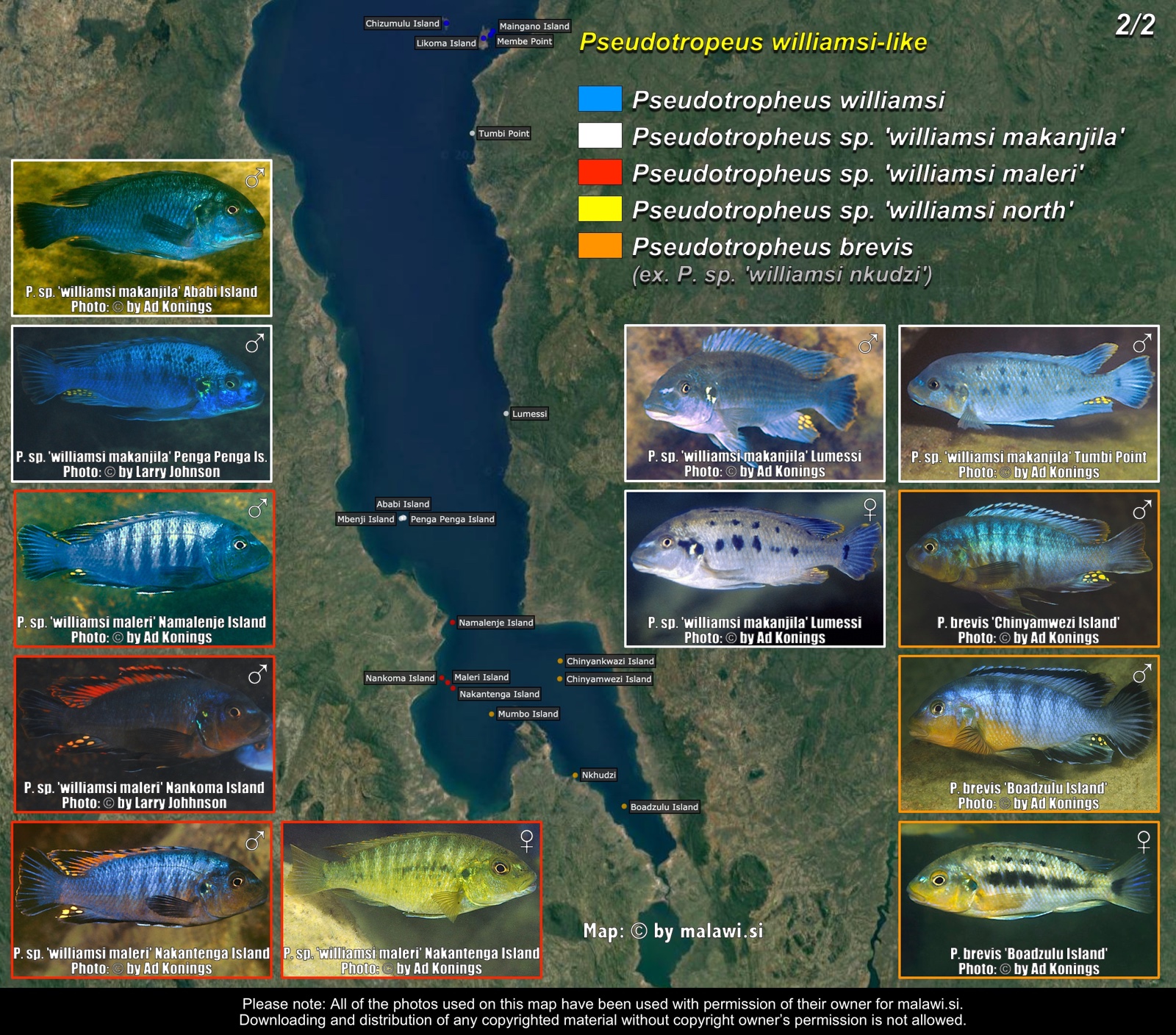 Pseudotropheus williamsi-like (2/2) distribution map