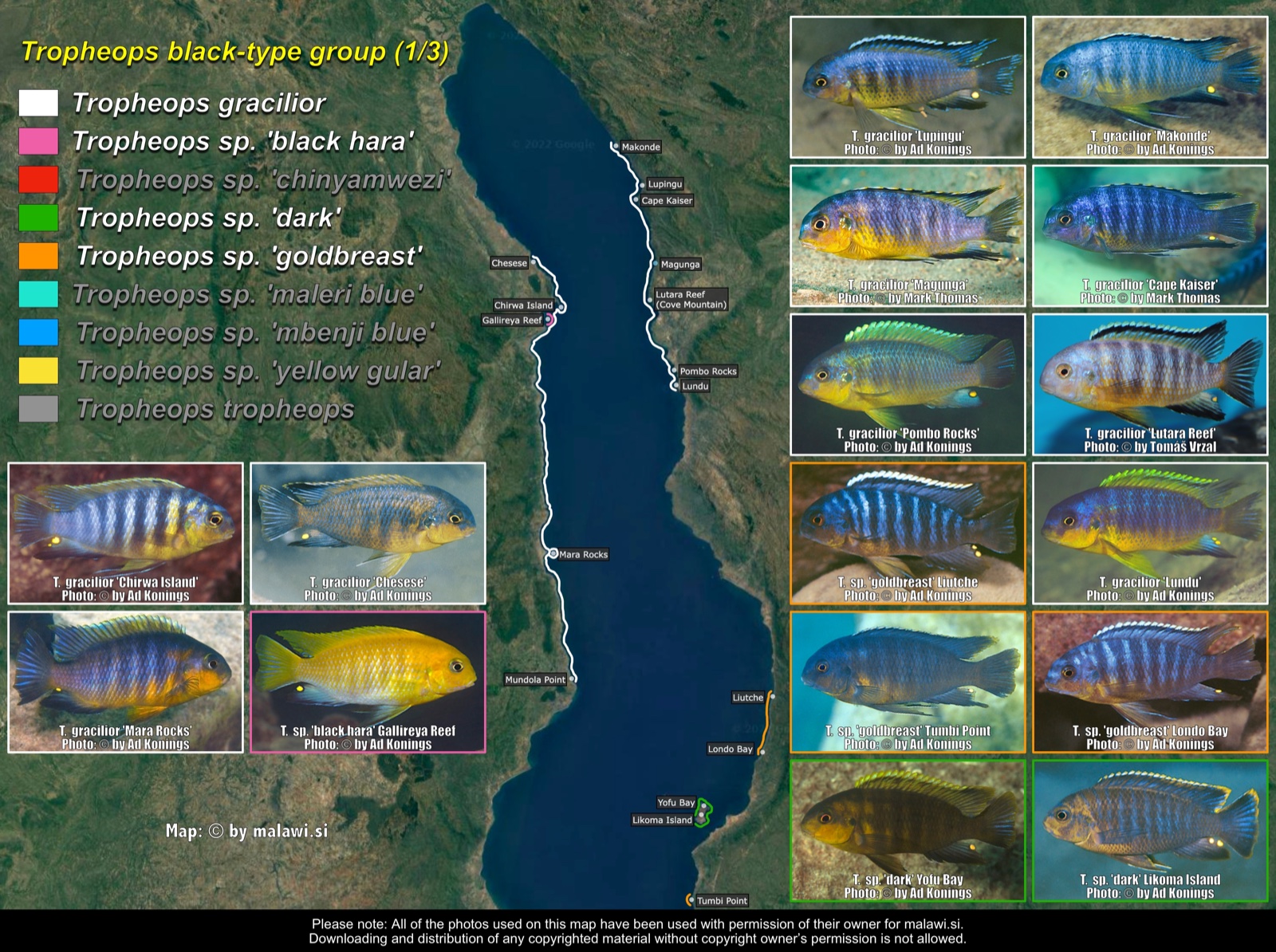Tropheops black-type (1/3) distribution map