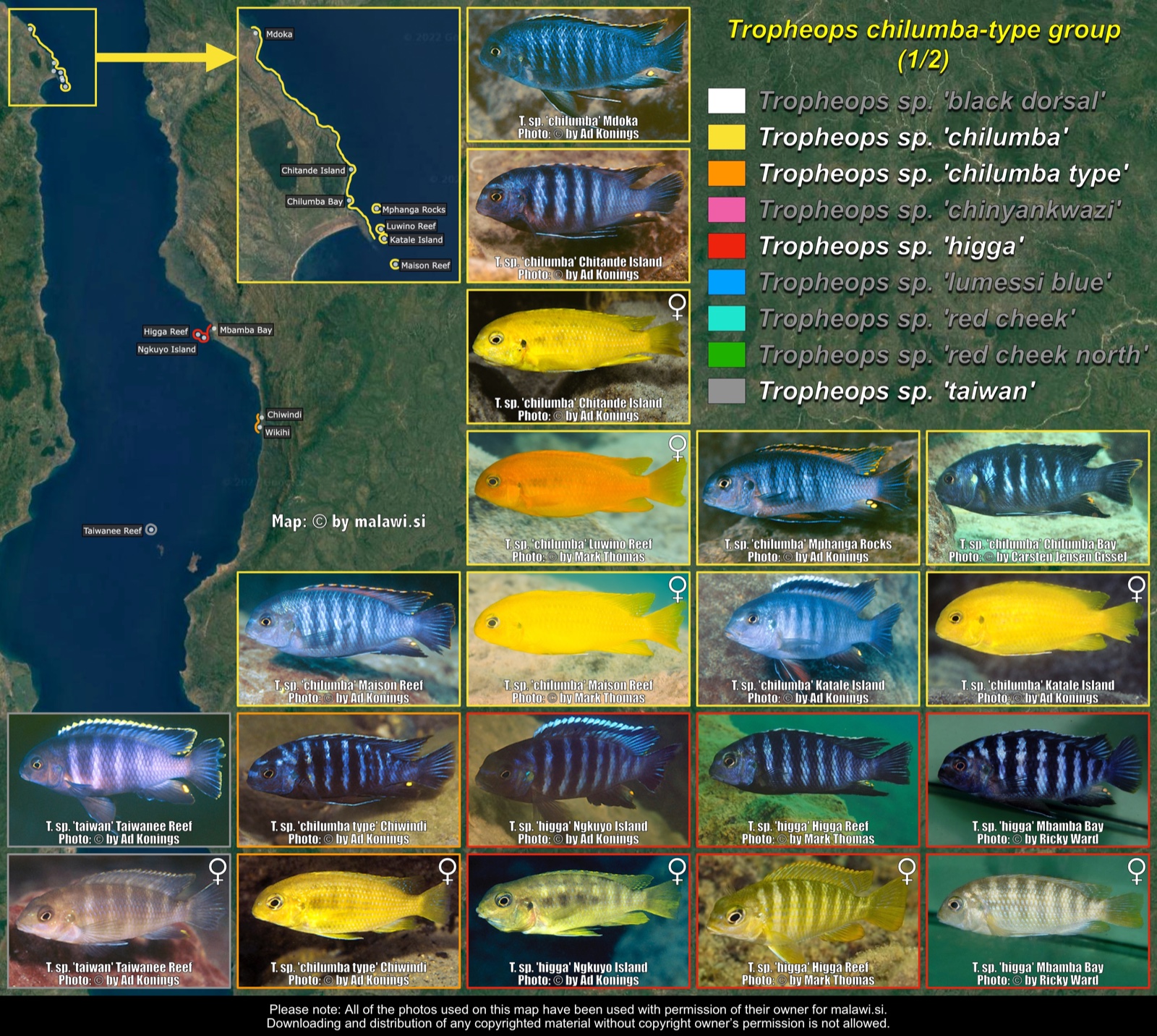 Tropheops chilumba-type (1/2) distribution map