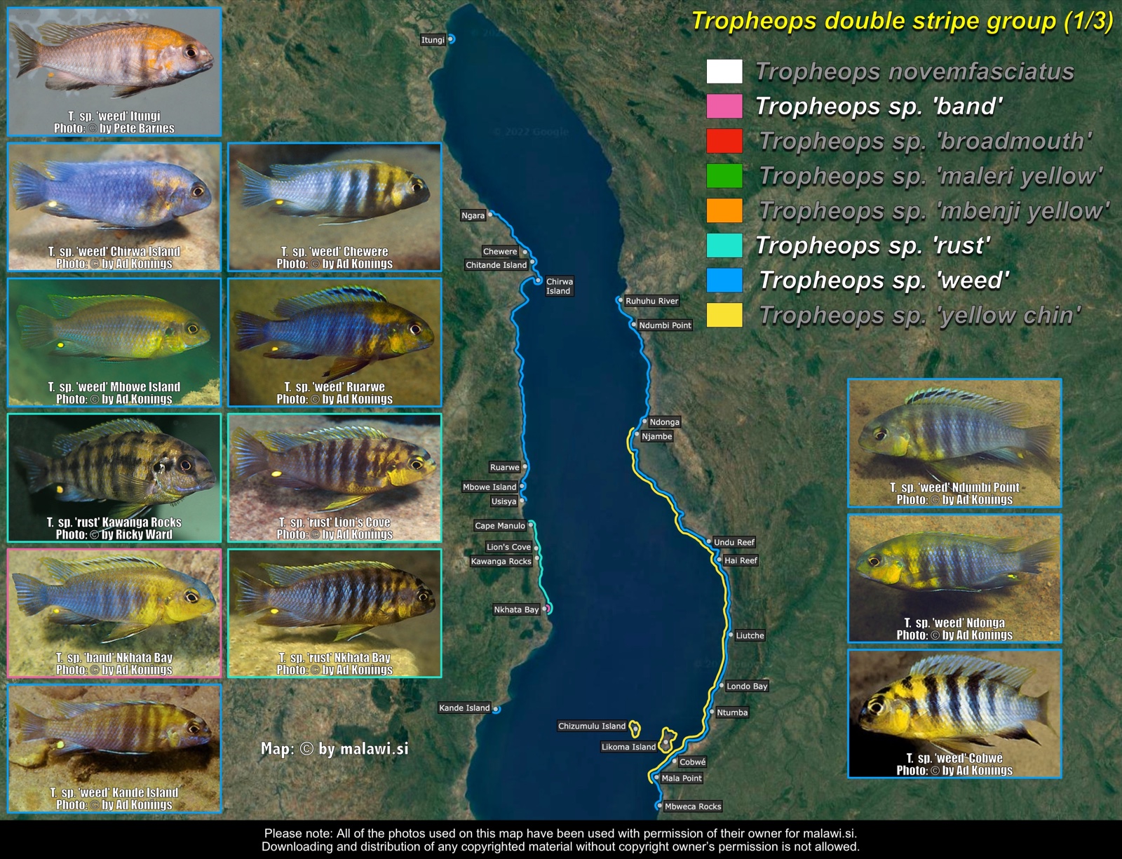 Tropheops double stripe group (1/3) distribution map