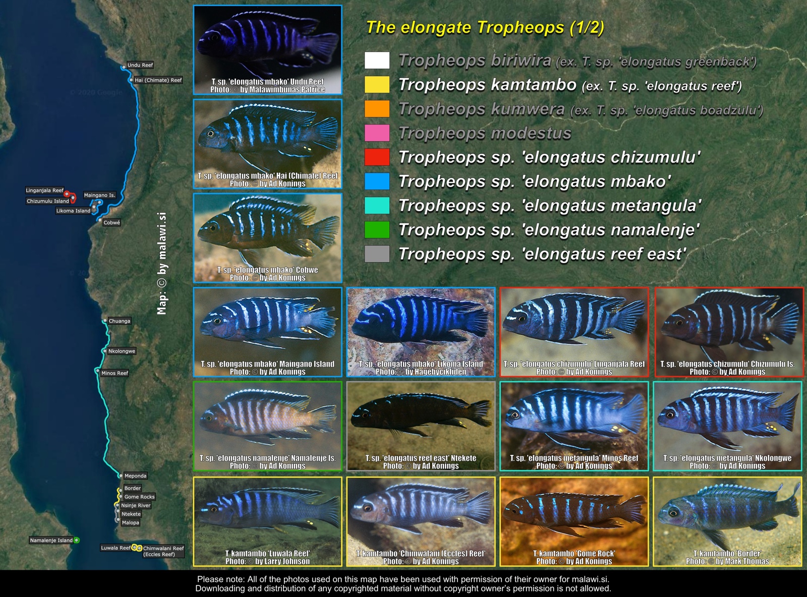 The elongate Tropheops (1/2) distribution map