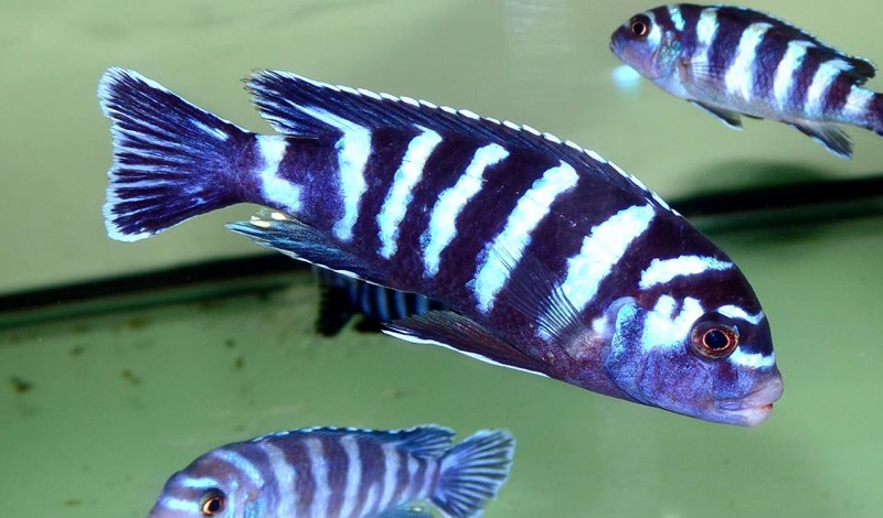 Chindongo Demasoni Fiche Technique – QMZQKF