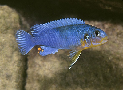 Chindongo sp. 'perspicax yellow breast' Pombo Rocks