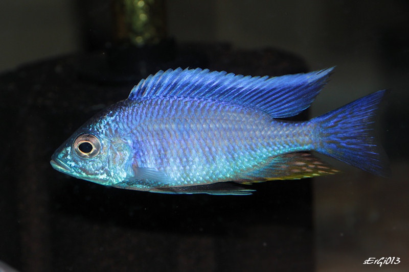 Copadichromis sp. 'azureus jalo' Jalo Reef