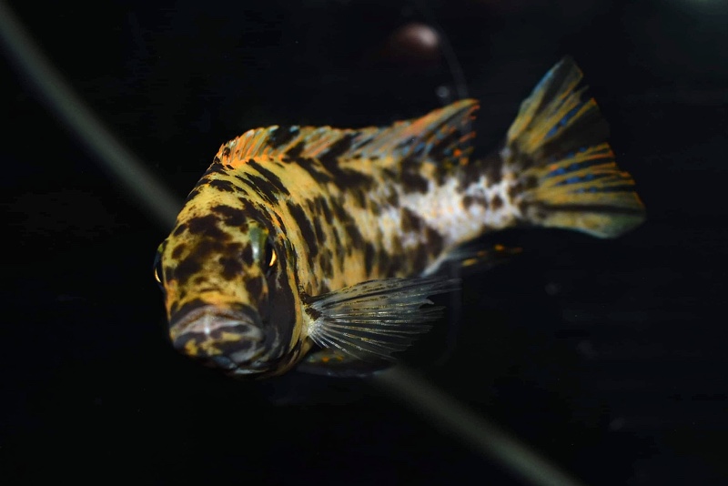 Maylandia fainzilberi 'Pombo Rocks'; Metriaclima fainzilberi 'Pombo Rocks'