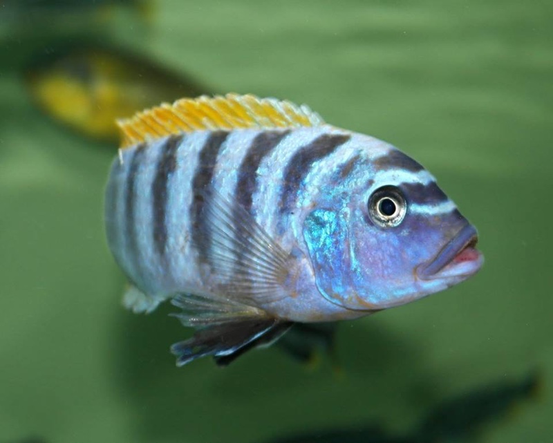 Maylandia fainzilberi 'Pombo Rocks'; Metriaclima fainzilberi 'Pombo Rocks'