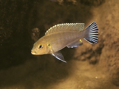 Maylandia sp. 'lime jalo' Jalo Reef; Metriaclima sp. 'lime jalo' Jalo Reef