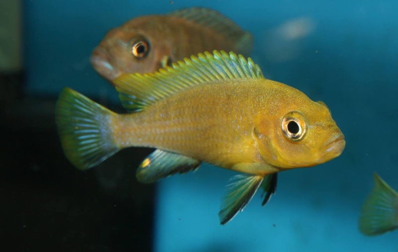 Maylandia sp. 'lime jalo' Jalo Reef; Metriaclima sp. 'lime jalo' Jalo Reef