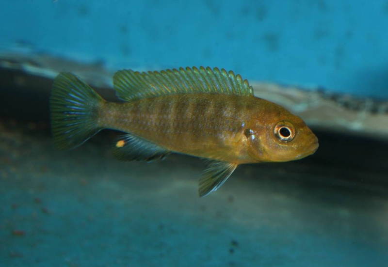 Maylandia sp. 'lime jalo' Jalo Reef; Metriaclima sp. 'lime jalo' Jalo Reef