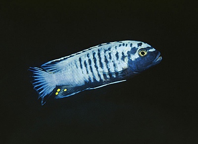 Maylandia sp. 'msobo heteropictus' Lundo Island; Metriaclima sp. 'msobo ...