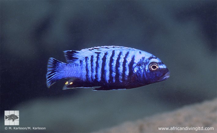 Maylandia sp. 'msobo heteropictus' Lundo Island; Metriaclima sp. 'msobo ...