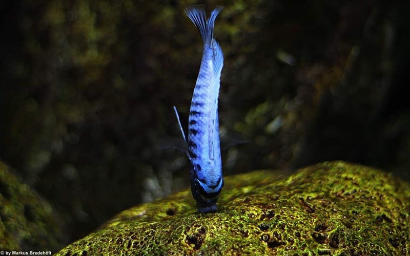 Maylandia sp. 'msobo heteropictus' Lundo Island; Metriaclima sp. 'msobo ...