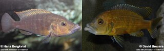Abactochromis labrosus