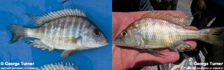 Alticorpus geoffreyi.jpg
