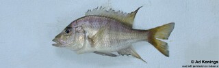 Alticorpus macrocleithrum.jpg