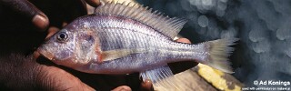 Alticorpus mentale 'Narungu'.jpg