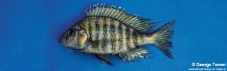 Alticorpus peterdaviesi.jpg