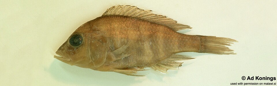 Alticorpus profundicula