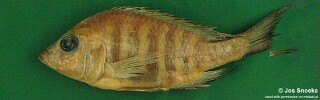 Alticorpus sp. 'bicuspid bis' Senga Bay.jpg