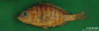 Alticorpus sp. 'bicuspid small-scale' Senga Bay.jpg