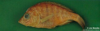 Alticorpus sp. &#39;mentale bicuspid&#39; Senga Bay