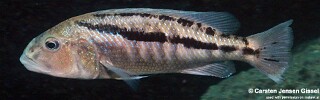 Aristochromis christyi 'Chiwi Rocks'.jpg