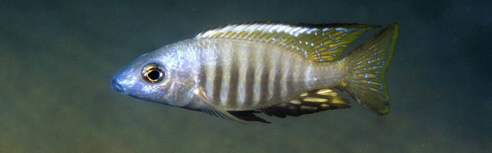 Aulonocara aquilonium 'Mdoka Reef'