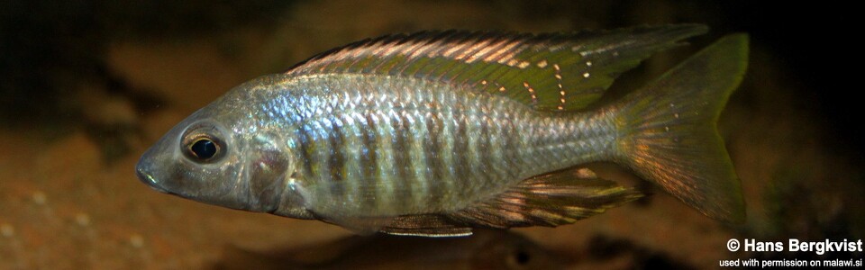 Aulonocara aquilonium (unknown locality)