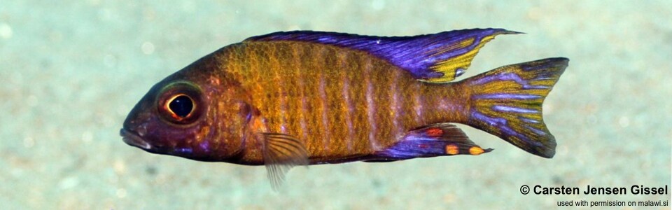 Aulonocara ethelwynnae 'Chitande Island'