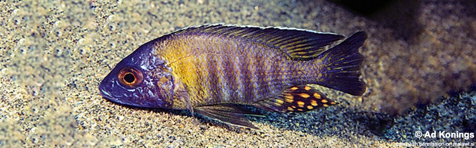 Aulonocara gertrudae 'Makonde'