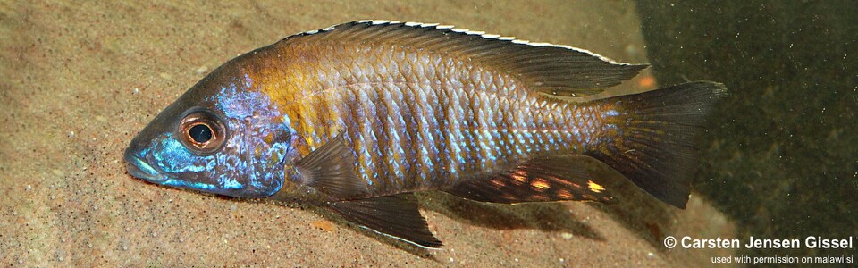 Aulonocara gertrudae 'Manda'