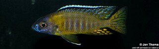 Aulonocara gertrudae 'Masinje'.jpg