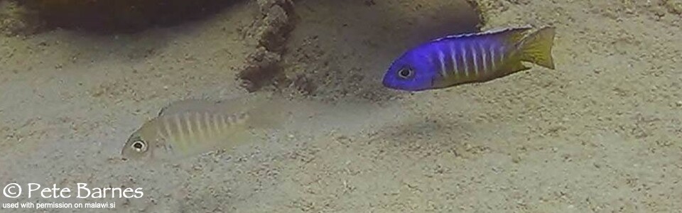 Aulonocara hueseri 'Mbamba Islands'
