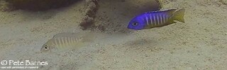 Aulonocara hueseri 'Mbamba Islands'.jpg
